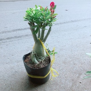 Cây Sứ Thái