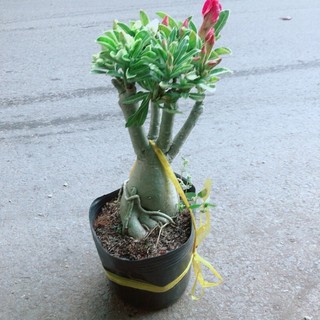 Cây Sứ Thái