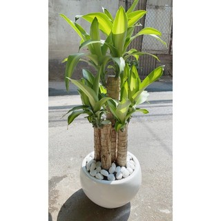 Chậu Cây Thiết Mộc Lan