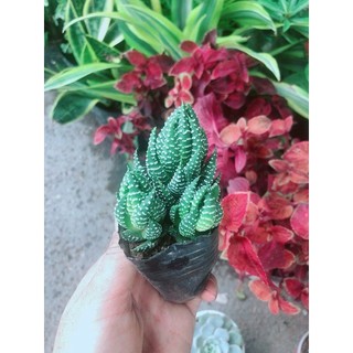 Cây Móng Rồng