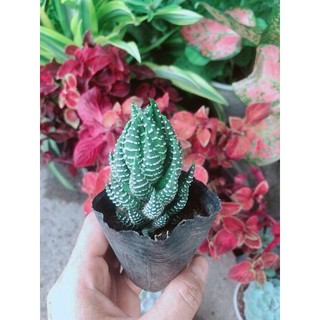 Cây Móng Rồng