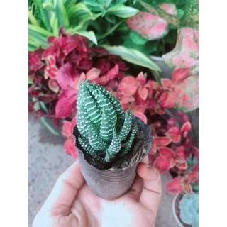 Cây Móng Rồng