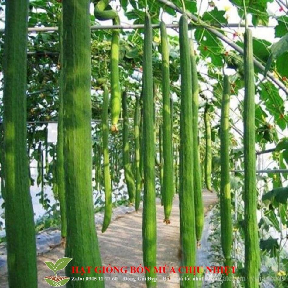 Hạt giống Mướp Hương Siêu Dài 2m thái lan _Chuẩn giống tốt