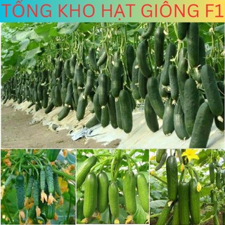  20h Hạt giống dưa chuột chùm siêu trái _Chuẩn giống tốt 