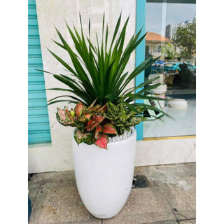 (Hỏa Tốc)Cây Phát Tài Núi Phối Mix Quà Tặng Khai Trương Tân Gia