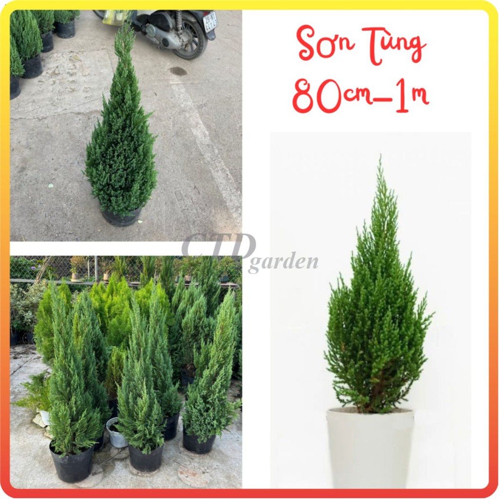 Cây Sơn Tùng cao 1m, bụi dày lá xanh đẹp