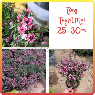 Cây Tùng Tuyết Mai 25-30cm, cây khỏe hoa nhiều nở rực rỡ