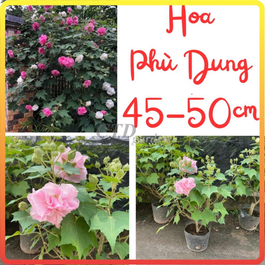 Cây hoa Phù Dung, cao 50-60cm hoa màu hồng cánh dày đẹp.