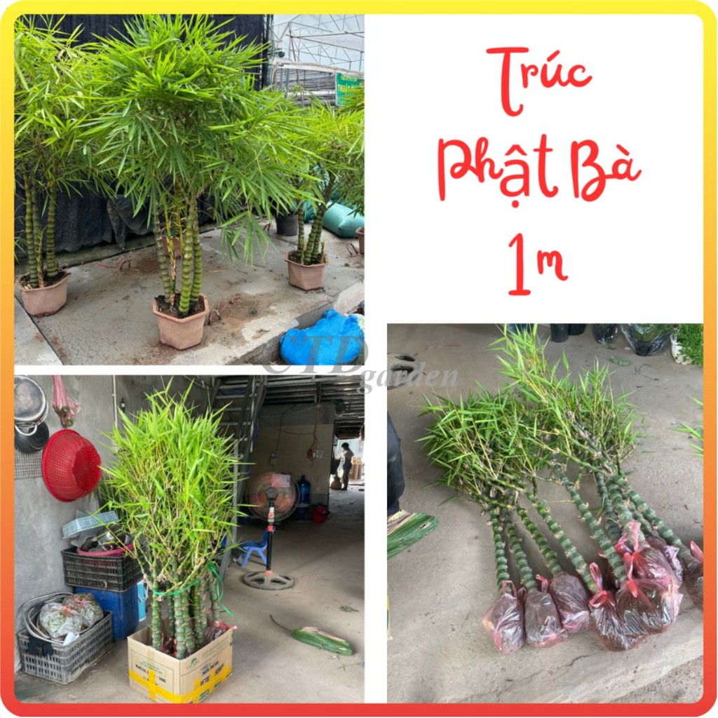 Cây Trúc Phật Bà cao 1m thân to lá xanh khỏe, cây trồng dễ sống đẻ nhánh mạnh và phát triển nhanh