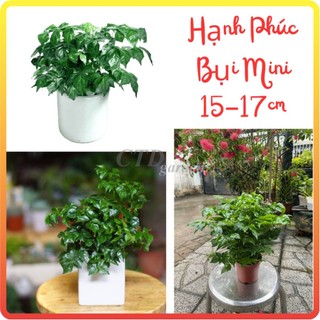 Cây Hạnh Phúc mini 15-20cm, lá xanh bụi sum suê sức sống khỏe dễ dàng chăm sóc