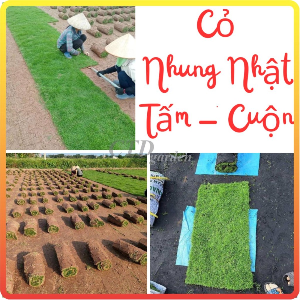 Cây Cỏ Nhung Nhật (Cỏ Thật) - 1m2, cuộn cỏ nhật bán theo tấm cuộn ( Chỉ giao miền Bắc+Bắc miền Trung )