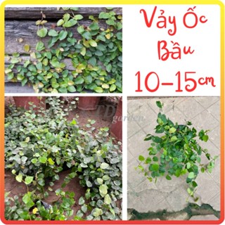Cay vảy ốc, cây thằn lằn leo tường, ngọn 15cm bụi nhiều thân lá xanh