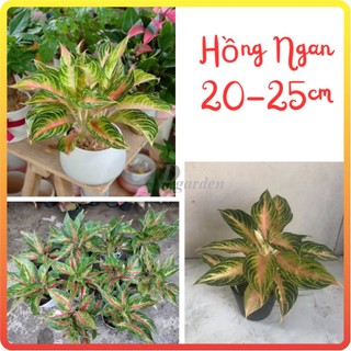 Cây Hồng Ngân bầu 25cm, lá màu bắt mắt thích hợp trang trí nội thất,bàn làm việc