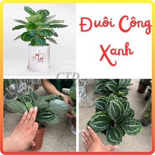 Cây Đuôi Công xanh cao 20cm lá xanh tròn đẹp bắt mắt sức sống tốt-82-87