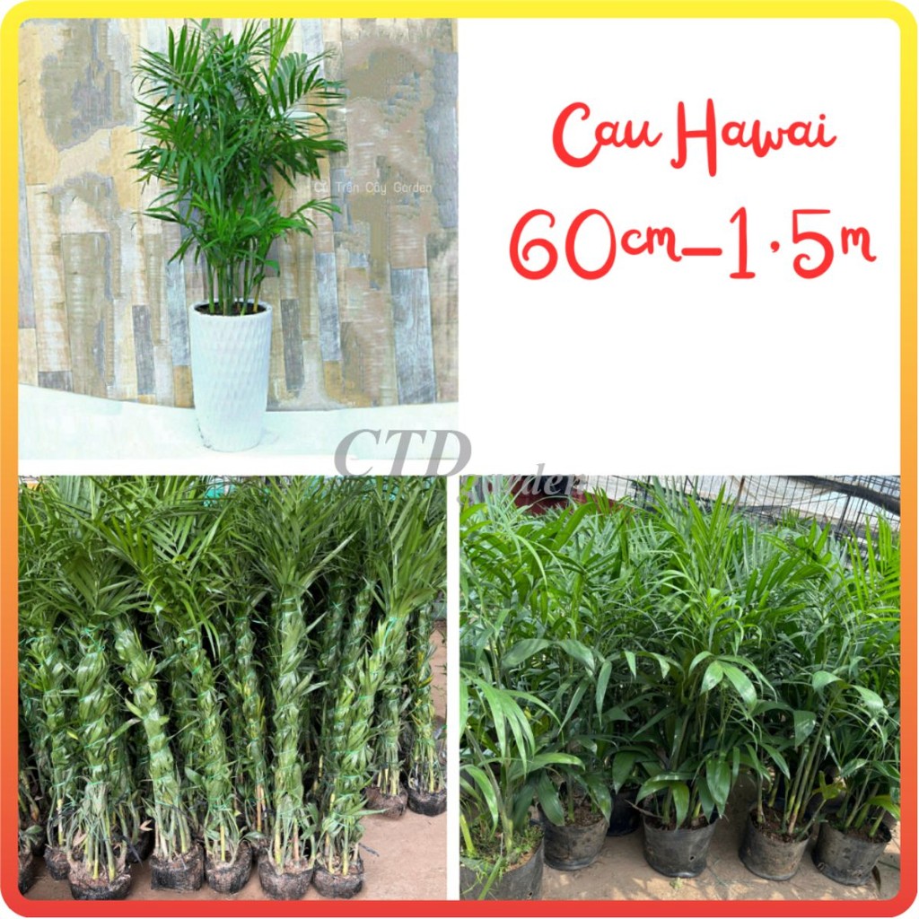 Cây Cau Hawai bụi cao 2m, lá xanh thân dày, bầu rễ chắc khỏe phát triển mạnh sau trồng