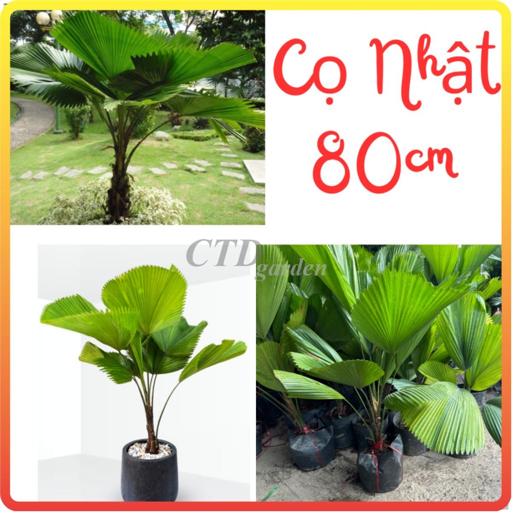Cây Cọ Nhật (kè nhật) cây cao 80cm, lá xòe to xanh khỏe, bầu rễ chắc phát triển nhanh sau trồng-82-83-88
