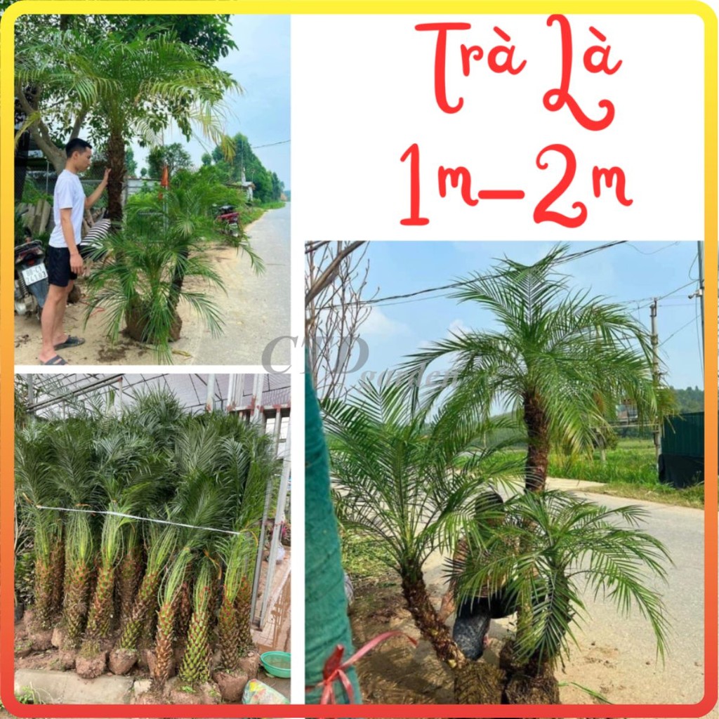 Cây Trà Là (Cau nga mi) size 1m-2m loại cây cảnh, cây công trình trồng bền dễ chăm sóc