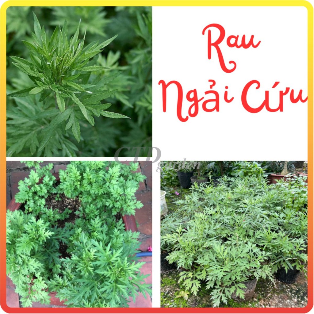 Cây Ngải Cứu (Chỉ giao miền Bắc+Bắc miền Trung)