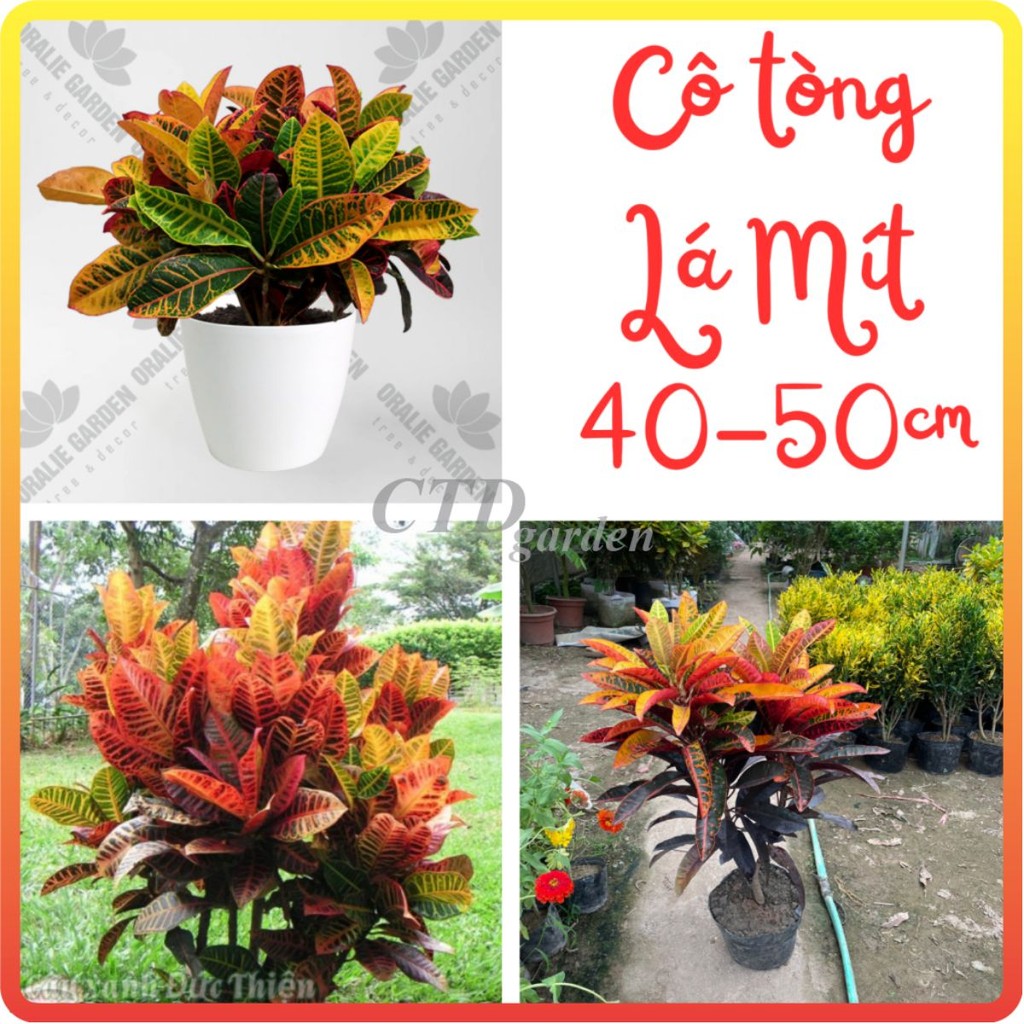 Cây Cô Tòng Lá Mít, Vàng Anh Lá Mít cao 40-50cm, lá tía bắt mắt, rễ khỏe phát triển nhanh-83-84-88