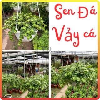 Cây Sen Đá Vảy Cá Sedium Size to giỏ treo