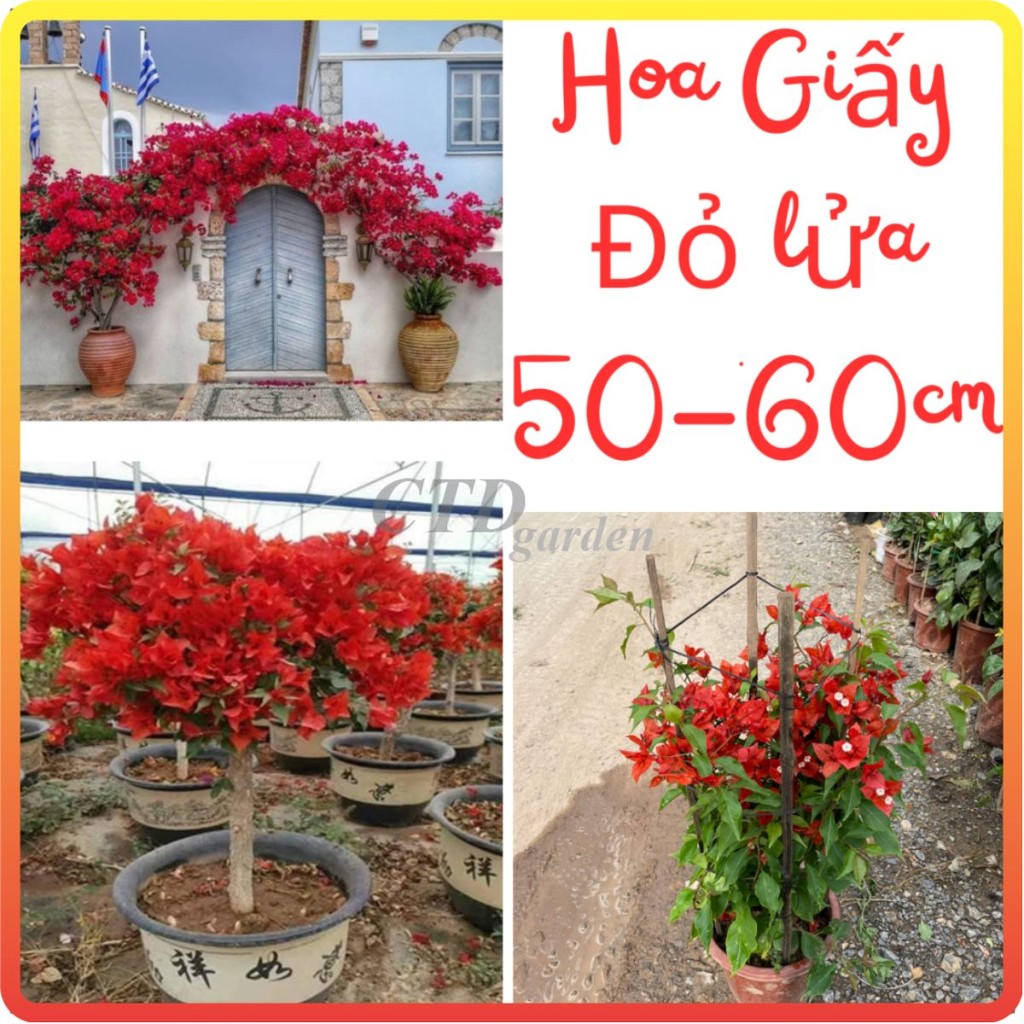 Câu hoa Giấy Đỏ Lửa (Red Samba), cao 50-60cm hoa màu đỏ cây leo giàn mạnh-86-88-92