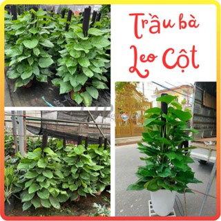 Cây TRẦU BÀ LEO CỘT lá xanh trồng chậu nhựa tán to rộng [sp44]