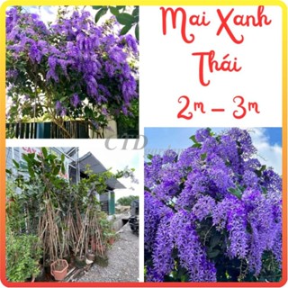 Cây MAI XANH THÁI cao 2m-3m, hoa tím nở bắt mắt cây sẵn bầu rễ khỏe phát triển nhanh chóng [sp38]