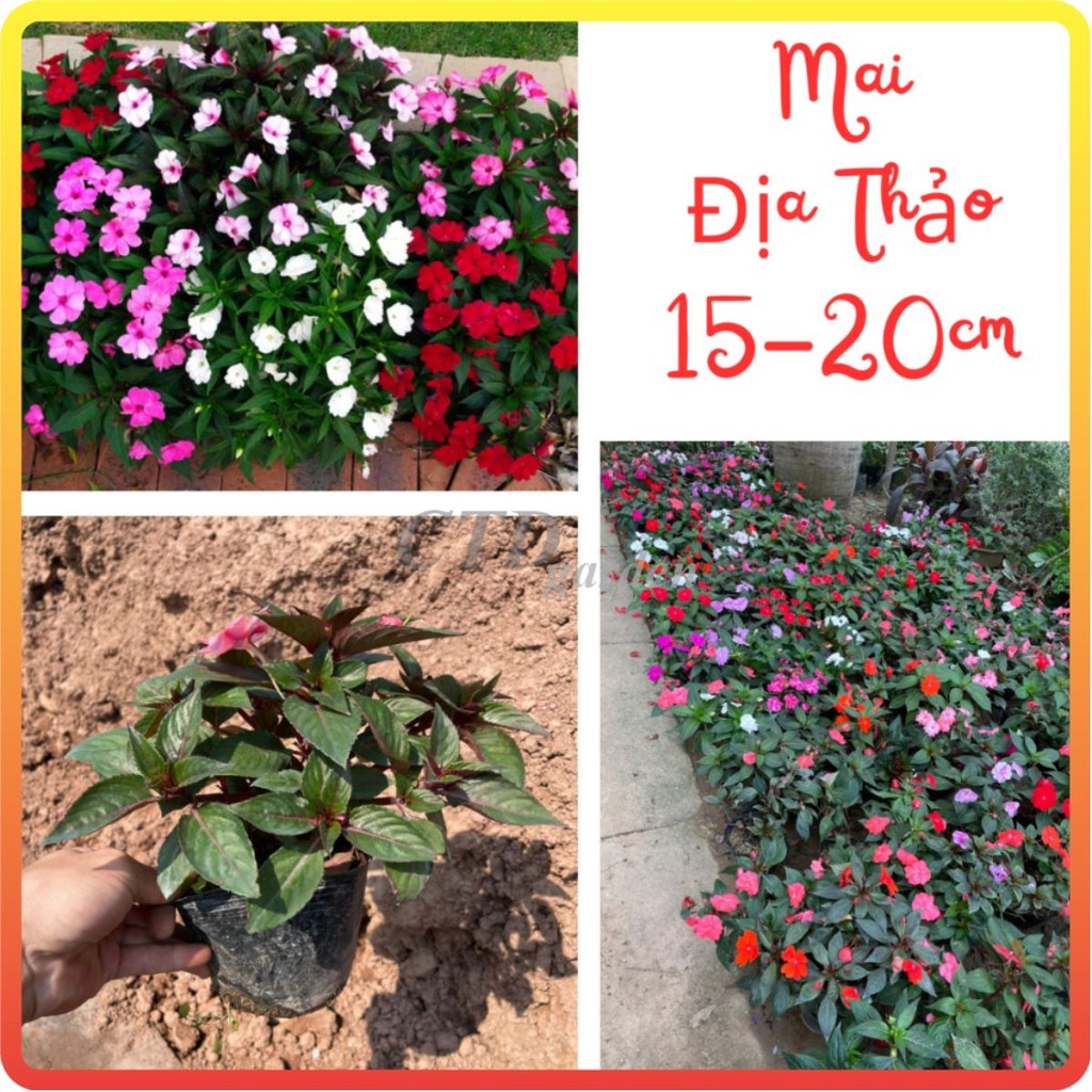 Cây hoa MAI ĐỊA THẢO cao 15~20cm (Chỉ giao miền Bắc+Bắc miền Trung)