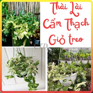 Cây THÀI LÀI CẨM THẠCH chậu treo, Ngọn dài 20cm lá đốm, cây khỏe dễ chăm (Chỉ giao miền Bắc+Bắc miền Trung) [sp33]
