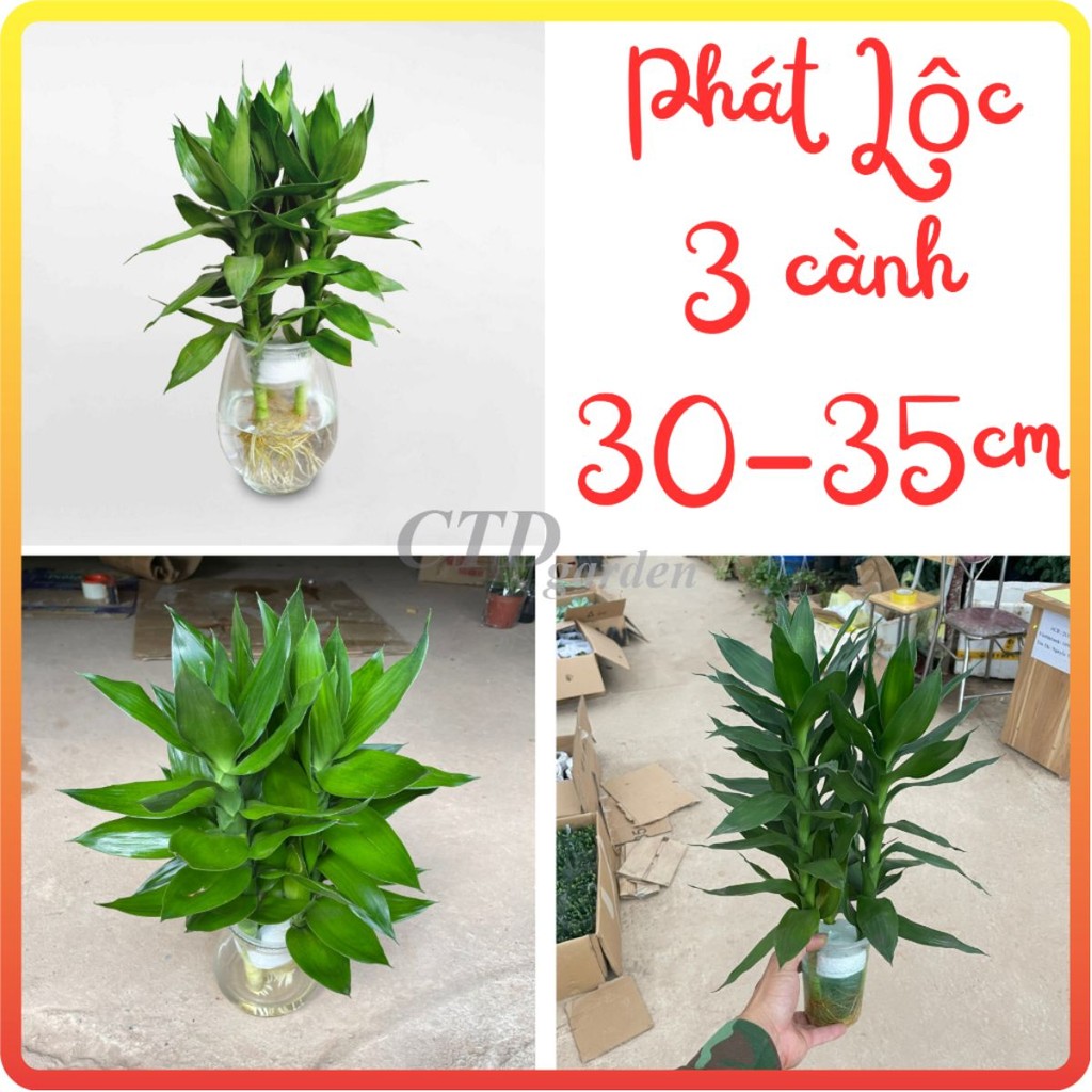 CÀNH PHÁT LỘC 3 thân cao 25~30cm, cây trồng thủy sinh lá xanh bền và dễ chăm sóc [spc] [sp32]