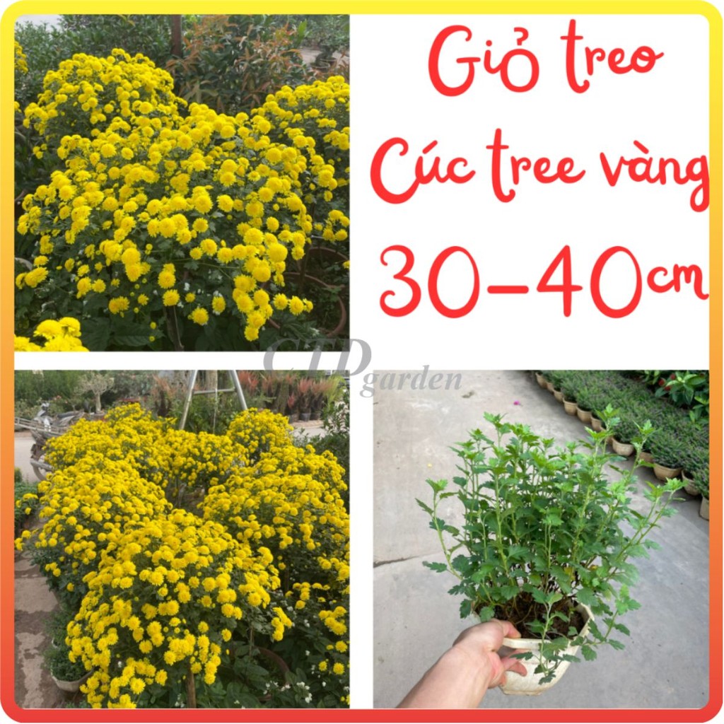 Hoa Cúc Vàng Giỏ Treo