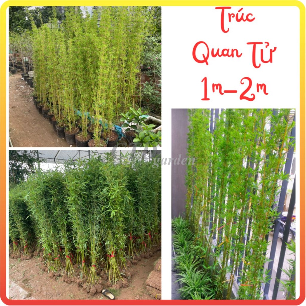 Cây TRÚC QUÂN TỬ cao 1M~2M