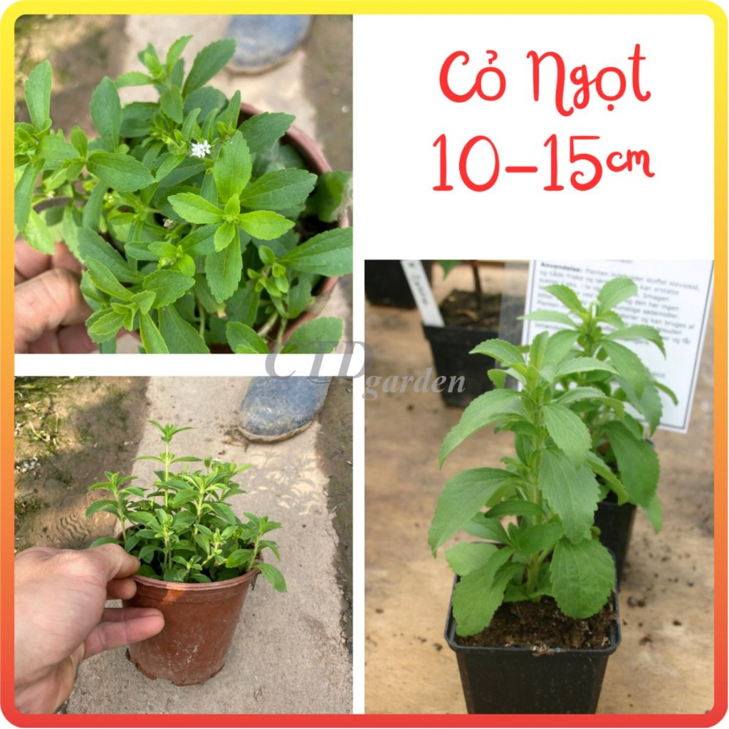 Cây CỎ NGỌT (Chỉ giao miền Bắc+Bắc miền Trung)