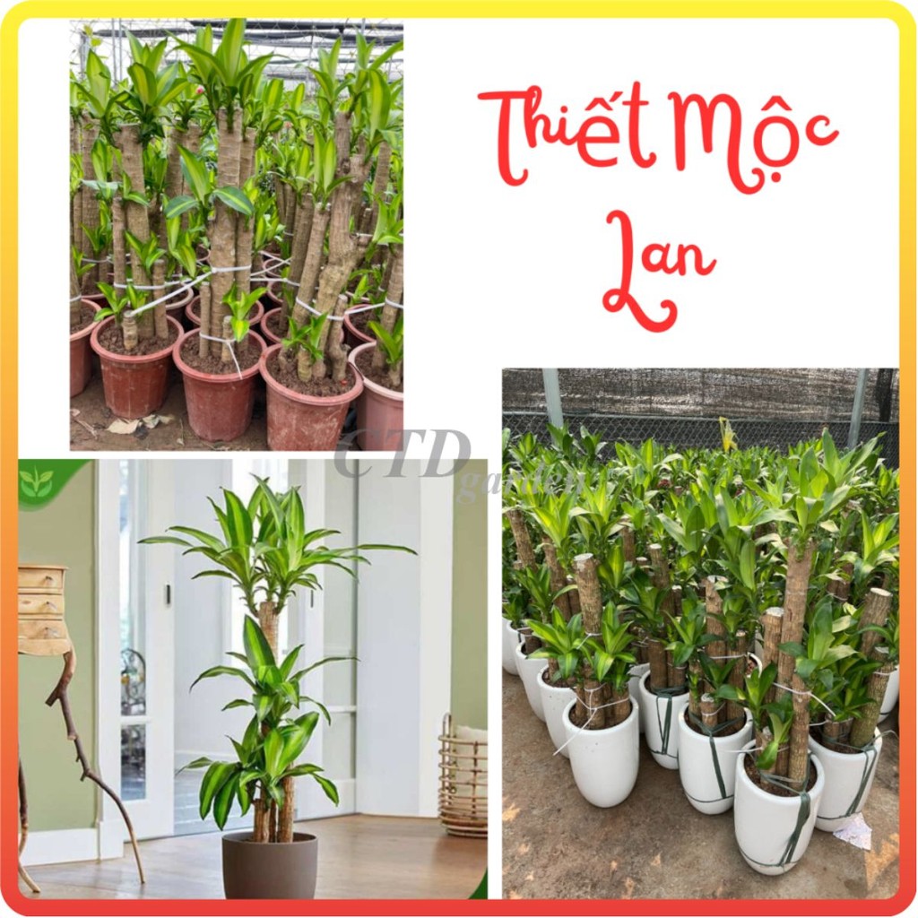 Cây THIẾT MỘC LAN size to 1m, 5 thân mầm khỏe xanh đẹp