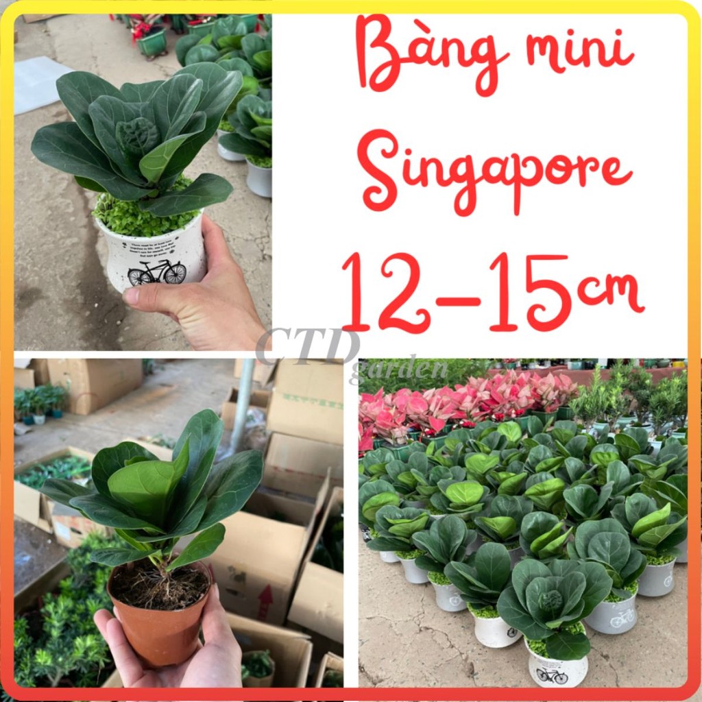 Cây BÀNG SINGAPORE mini để bàn, Cao 15cm lá to khỏe [sp30]