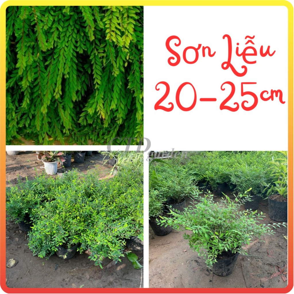 Cây SƠN LIỄU RỦ 20-25cm, lá rủ xanh đẹp, cây bầu rễ chắc khỏe phát triển nhanh