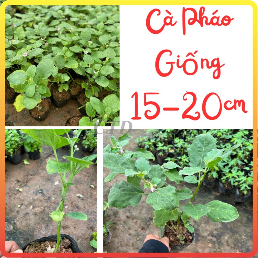 Cây CÀ PHÁO giống ăn quả, bầu rễ rễ khỏe, cây đã có thể ra hoa đậu quả (Chỉ giao miền Bắc+Bắc miền Trung)