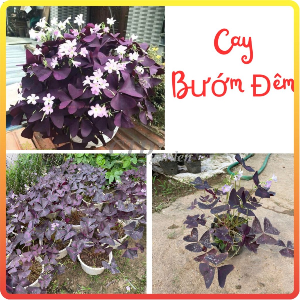 Cây hoa BƯỚM ĐÊM bầu đất cây khỏe hoa nở màu tím bắt mắt
