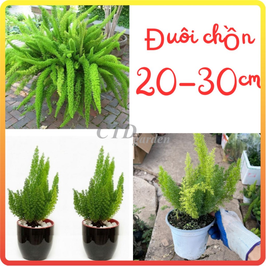 Cây ĐUÔI CHỒN cao 20-30cm [sp27]