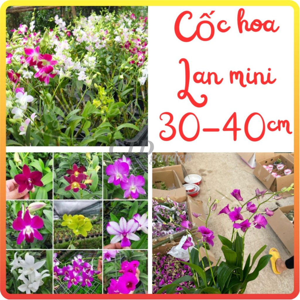 Cây LAN HỒ ĐIỆP mini (Chỉ giao miền Bắc+Bắc miền Trung)