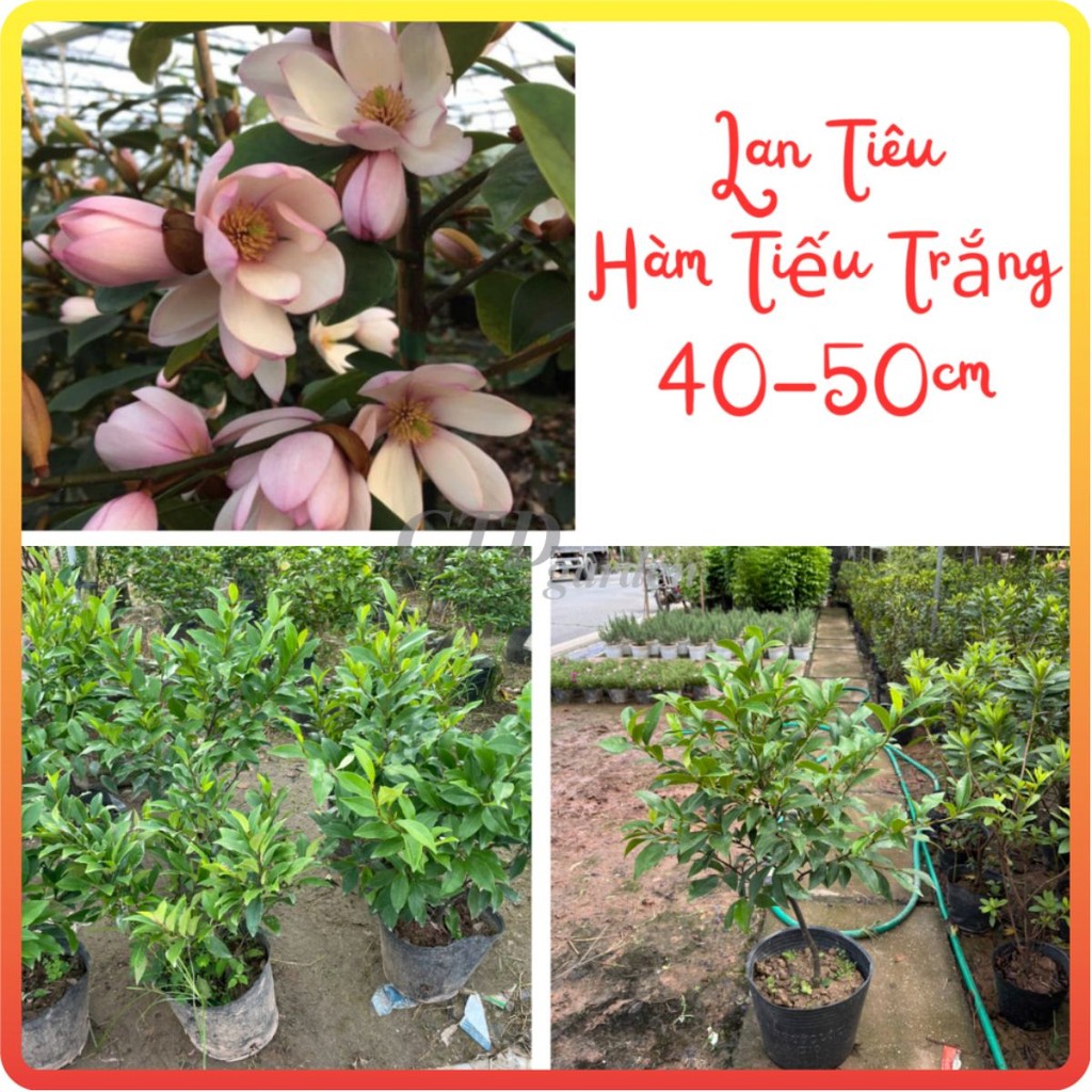 Cây LAN TIÊU (Hàm Tiếu Trắng), cao 40-50cm tán lá xum xuê [sp27]