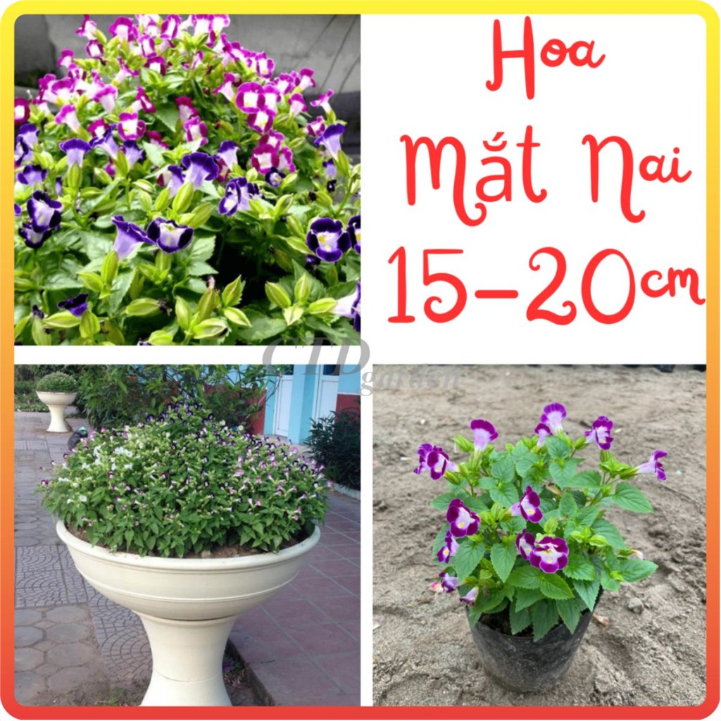 Cây Hoa MẮT NAI cao 15~20cm (Chỉ giao miền Bắc+Bắc miền Trung)