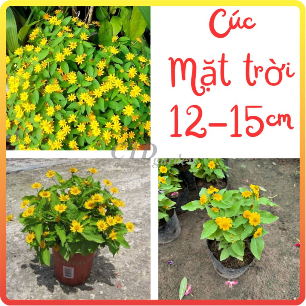 Cây CÚC MẶT TRỜI cao 15-20cm (Chỉ giao miền Bắc + Bắc miền Trung)
