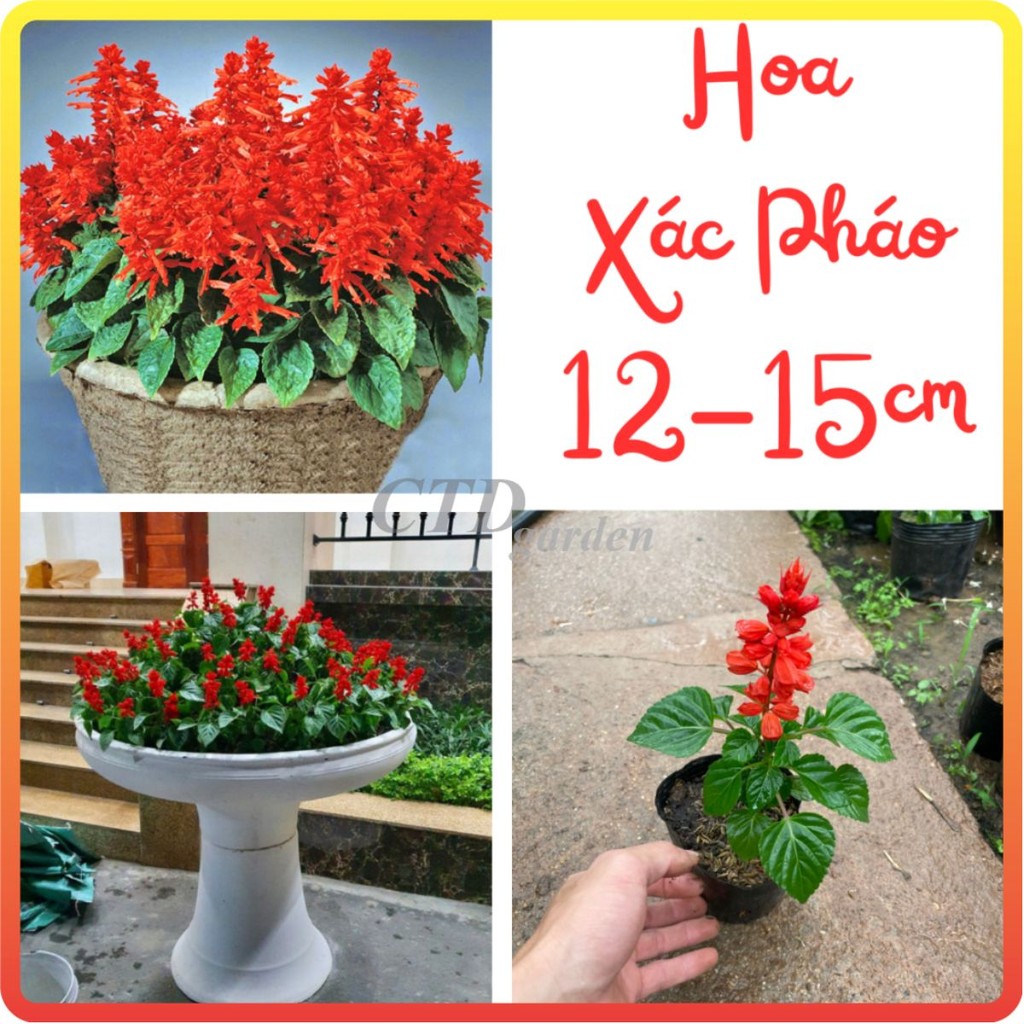 Cây Hoa XÁC PHÁO, cao 12-15cm, hoa nở đẹp ((Chỉ giao miền Bắc+Bắc miền Trung))