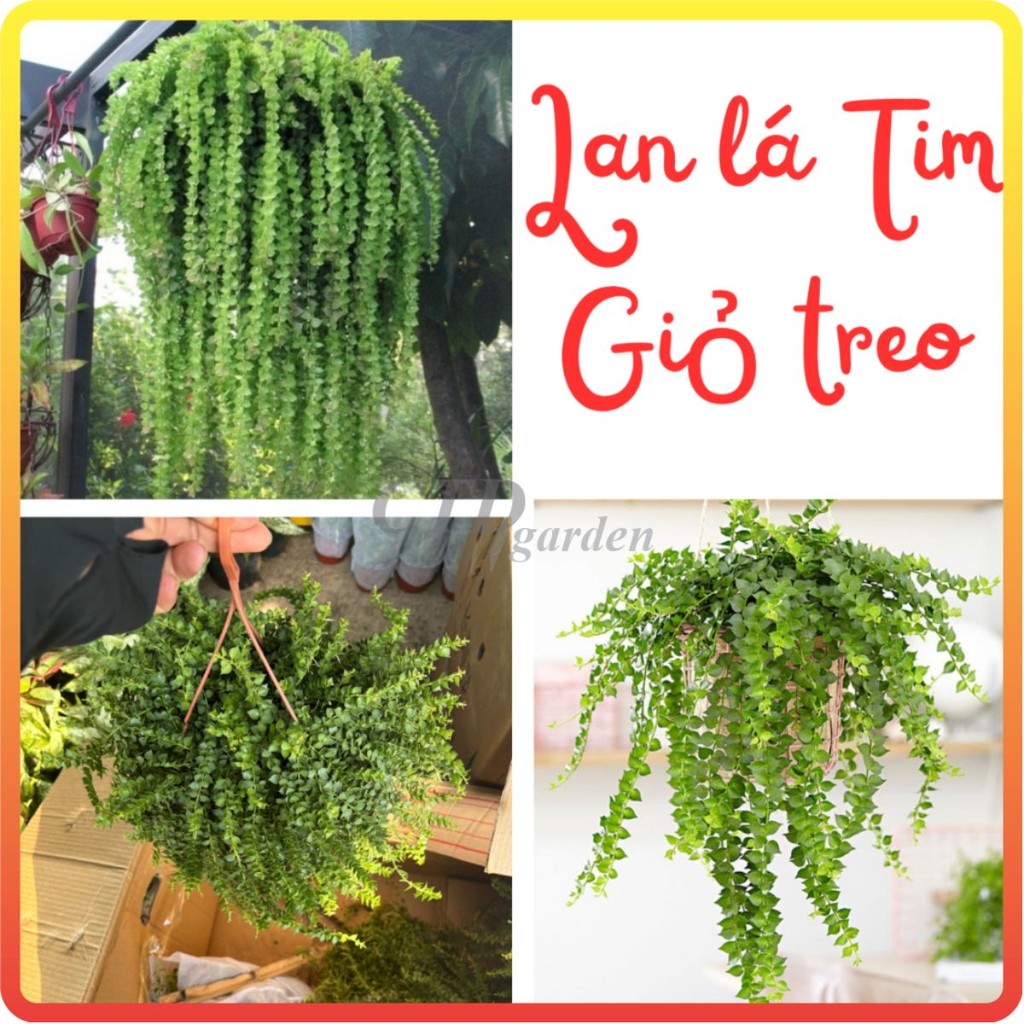 Giỏ LAM LÁ TRÁI TIM, giỏ dày ngọn lá xanh khỏe