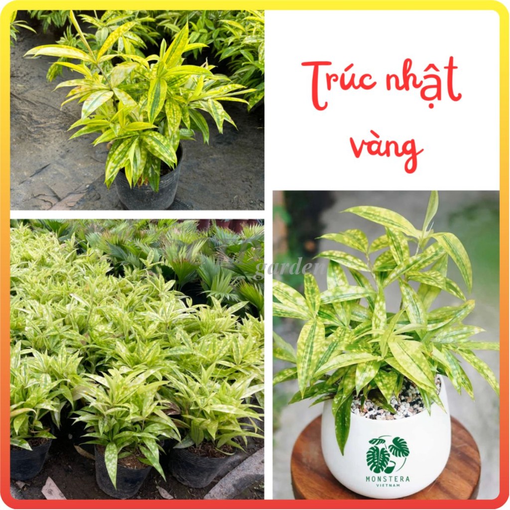 Bụi TRÚC NHẬT VÀNG mini, bầu 15-20cm lá vàng nhiều thân khỏe