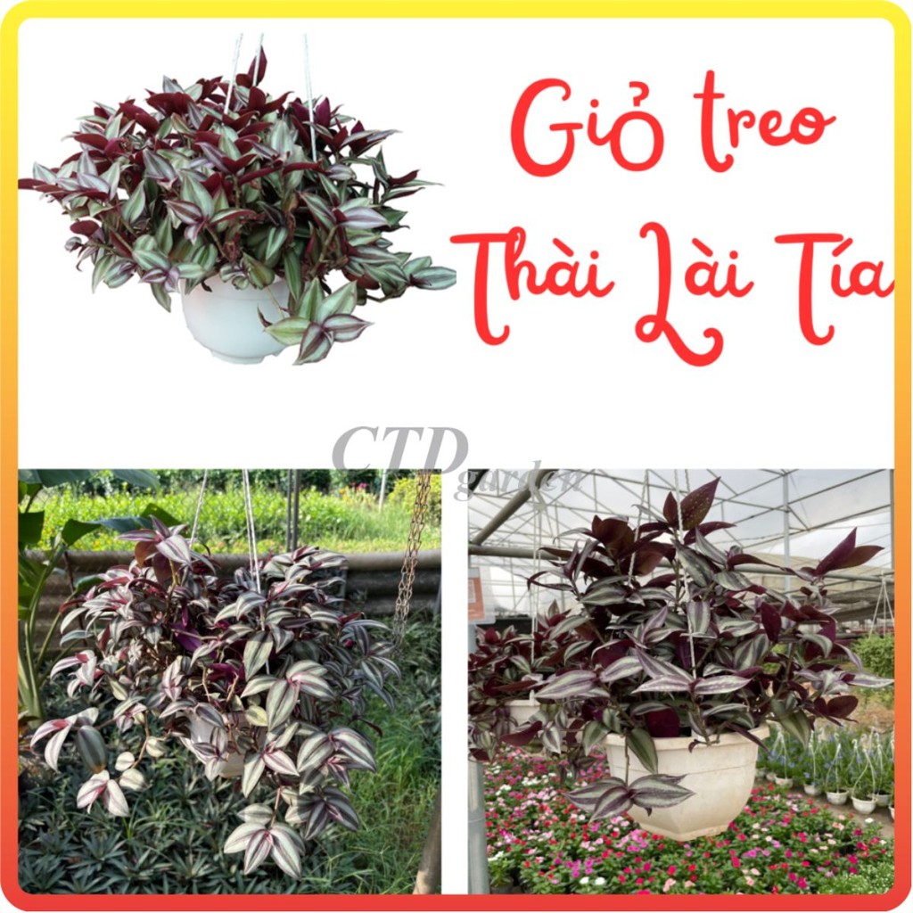 Cây THÀI LÀI TÍA giỏ treo (Chỉ giao miền Bắc+Bắc miền Trung)