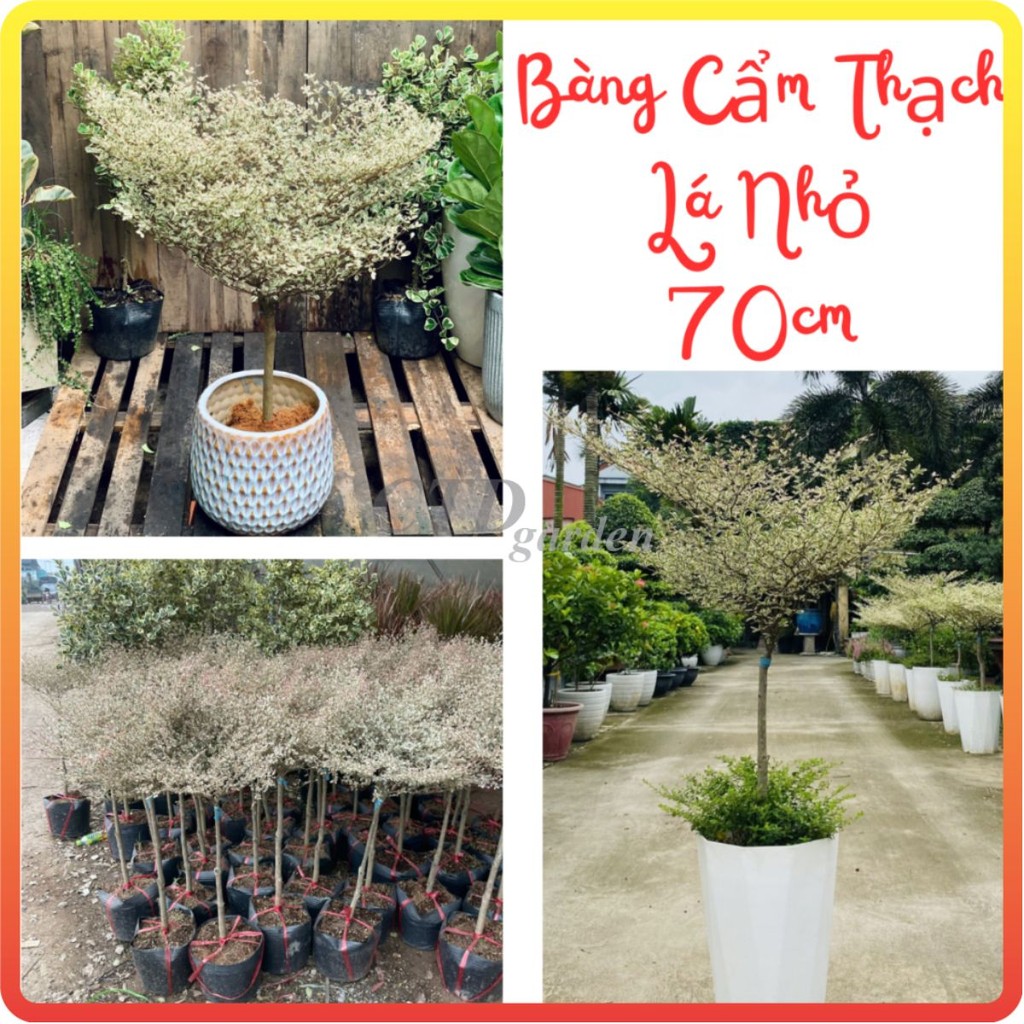 Cây BÀNG CẨM THẠCH Nhật Bản, cây 70cm bầu chắc khỏe lá xum-83-88