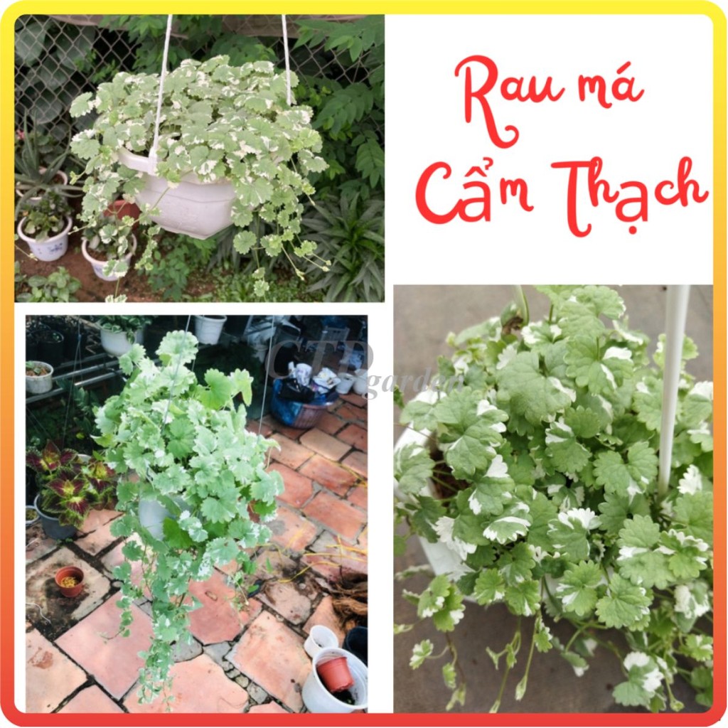 Cây RAU MÁ CẨM THẠCH
