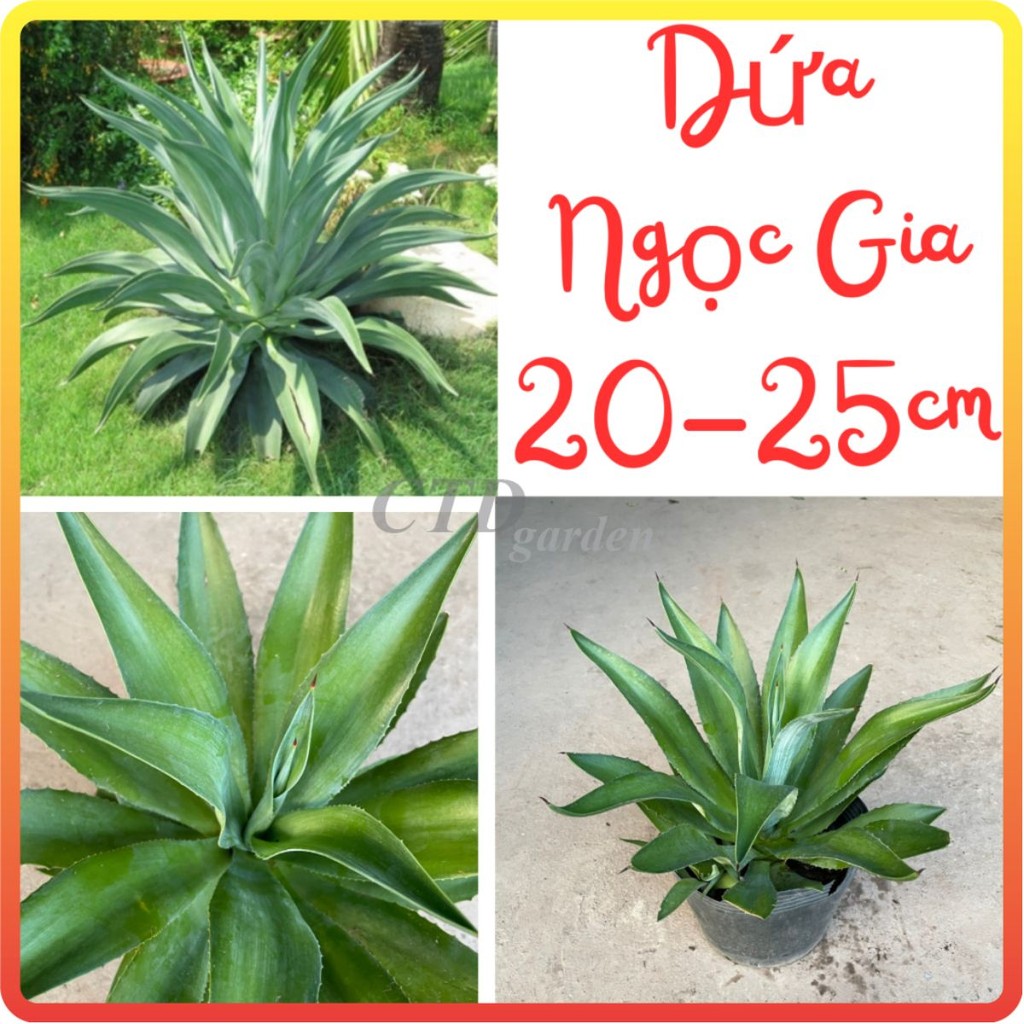 Cây DỨA NGỌC GIÁ cao 20-25cm [sp25]